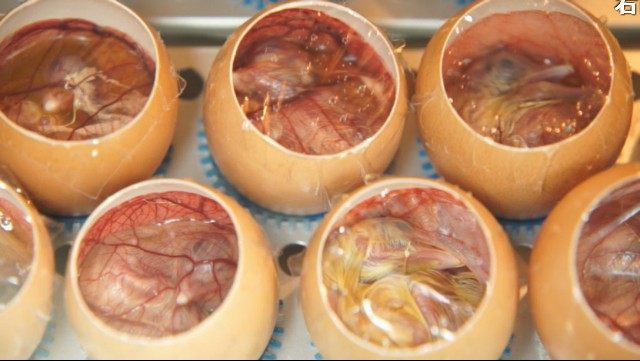 ニワトリの卵の孵化65時間