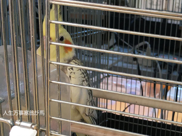 ペットショップのオカメインコ