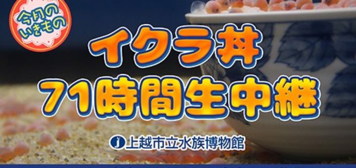 イクラ丼71時間生中継